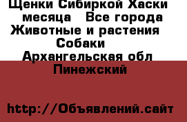 Щенки Сибиркой Хаски 2 месяца - Все города Животные и растения » Собаки   . Архангельская обл.,Пинежский 